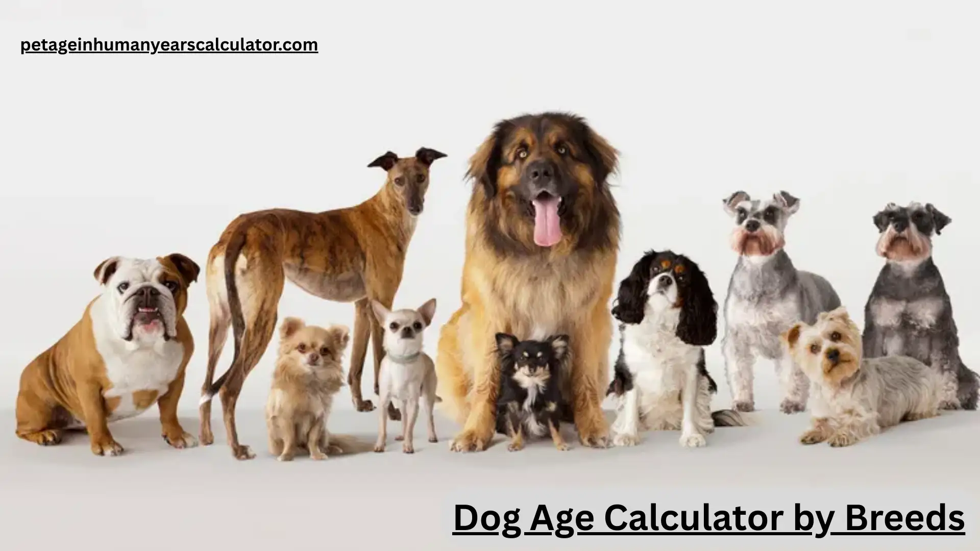 Golden Retriever age in human years chart