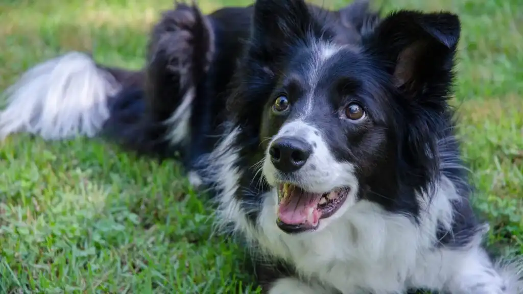 Border Collie dog
