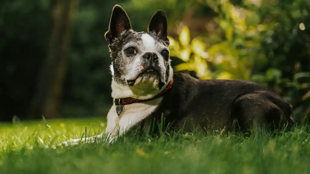 Boston Terrier dog