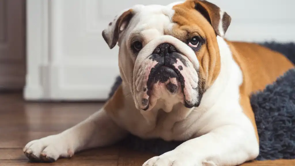English Bulldog dog