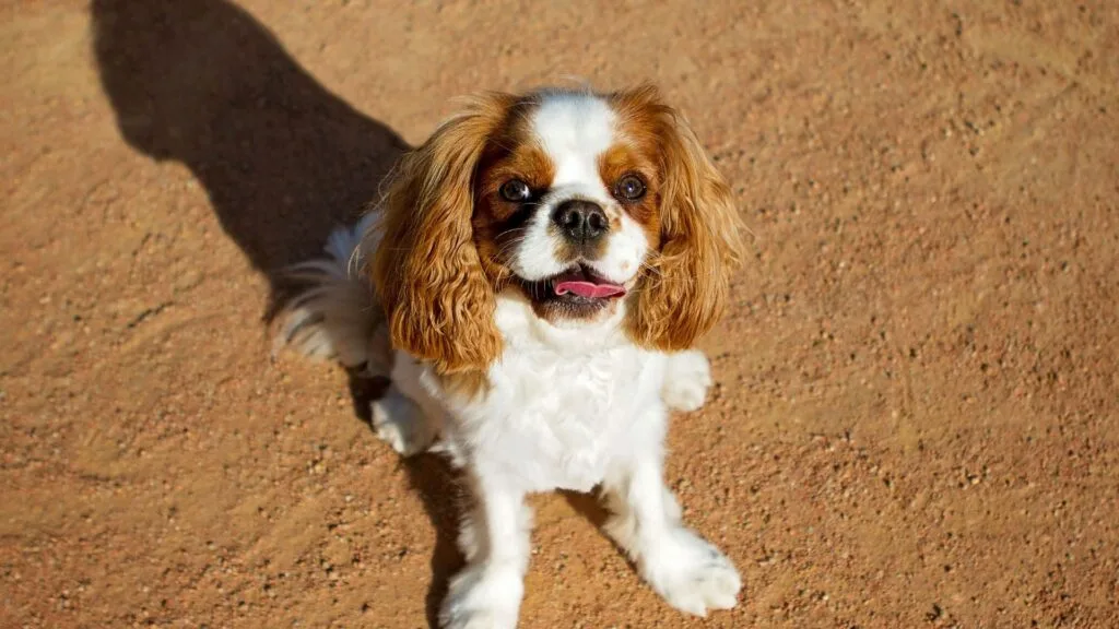 Cavalier King Charles Spaniel dog