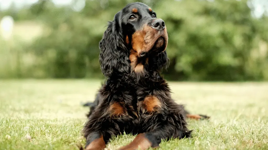 Cocker Spaniel dog