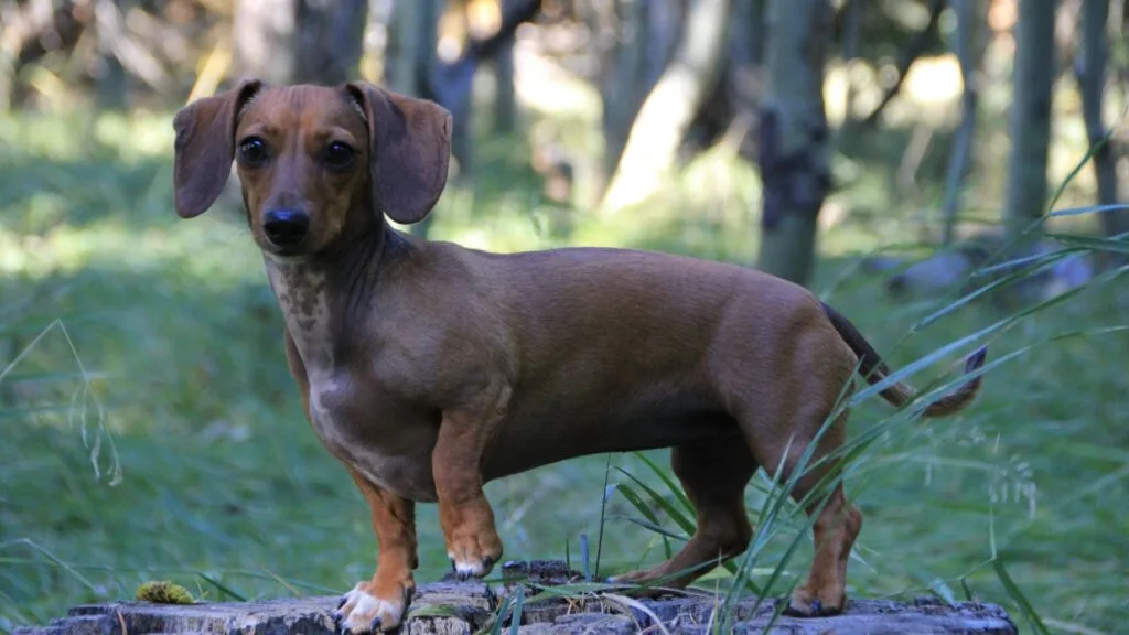 Dachshund dog