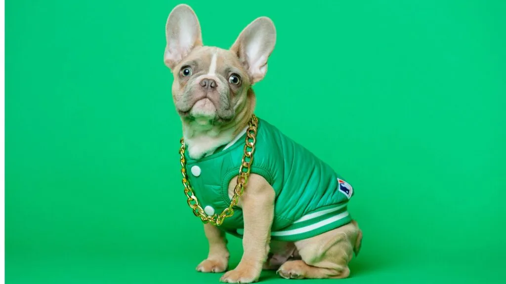 French Bulldog dog