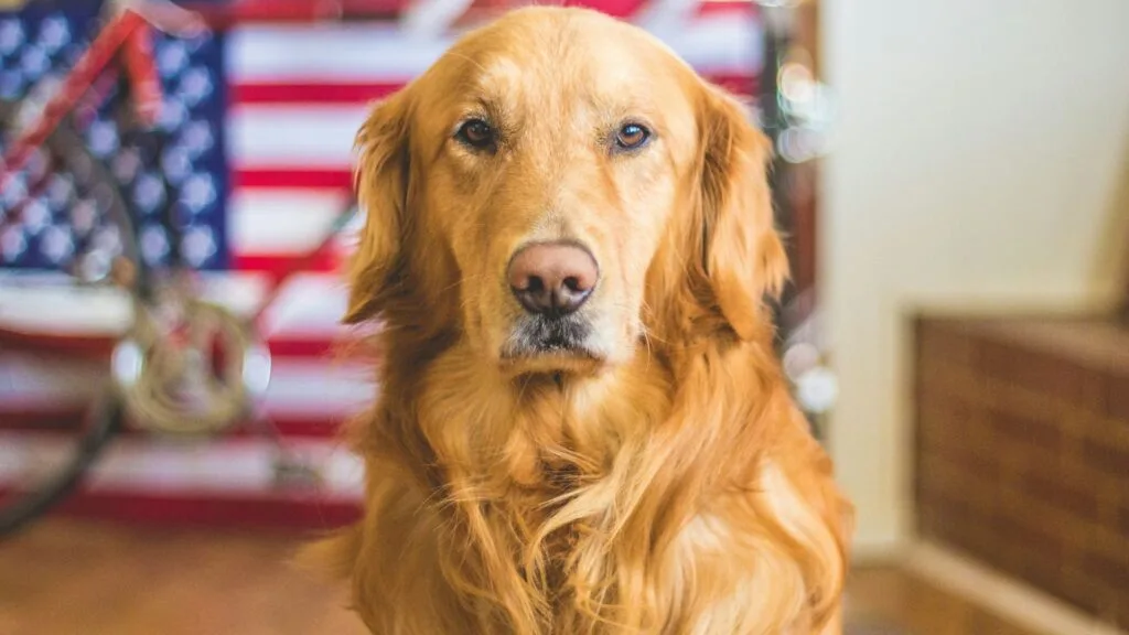 Golden Retriever dog