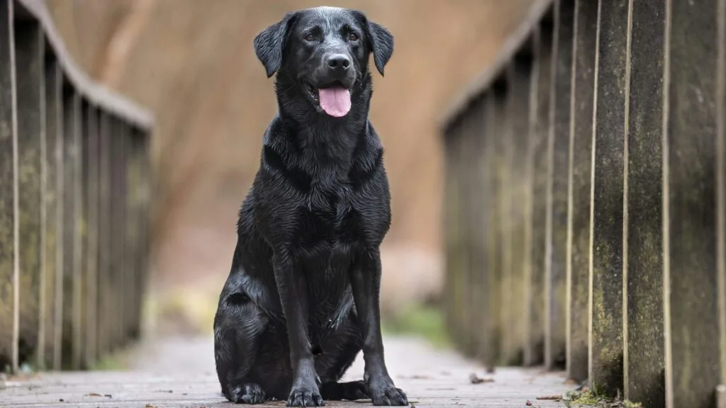 Labrador Retriever dog
