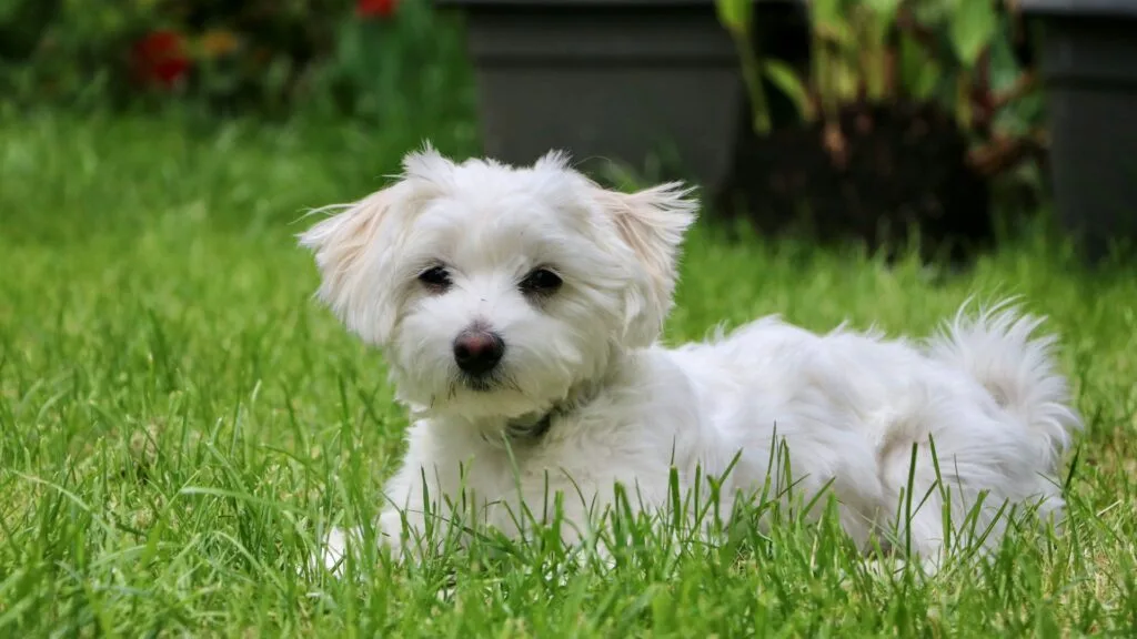 Maltese dog