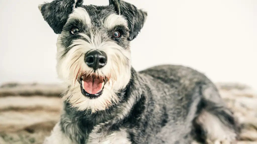Miniature Schnauzer dog
