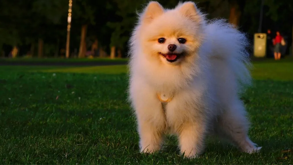 Pomeranian dog