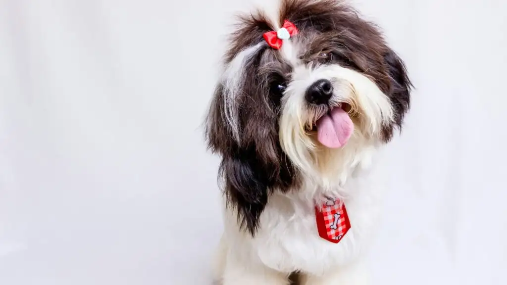 Shih Tzu dog