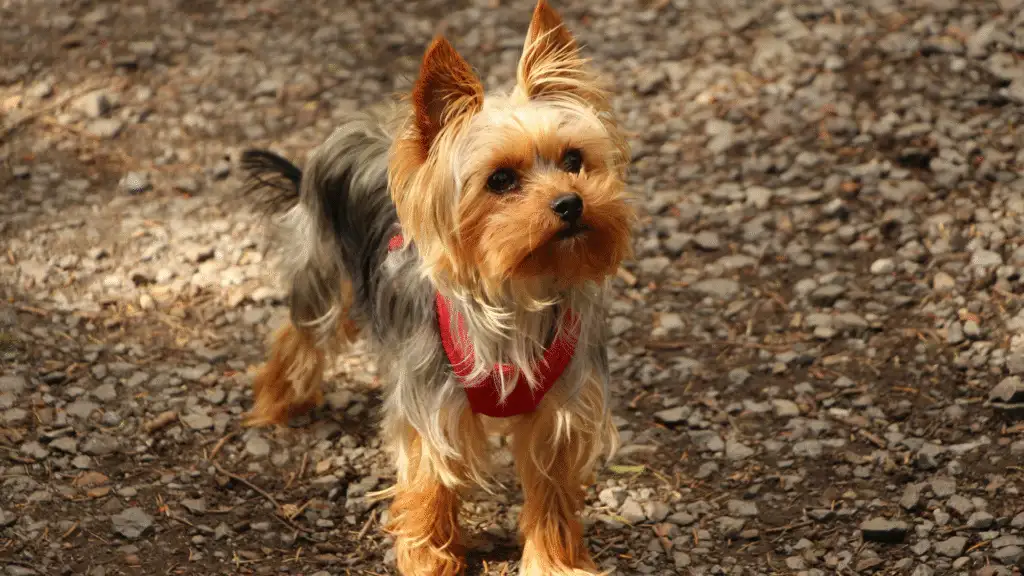 Yorkshire Terrier dog