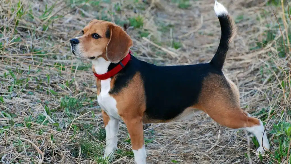 Beagle dog