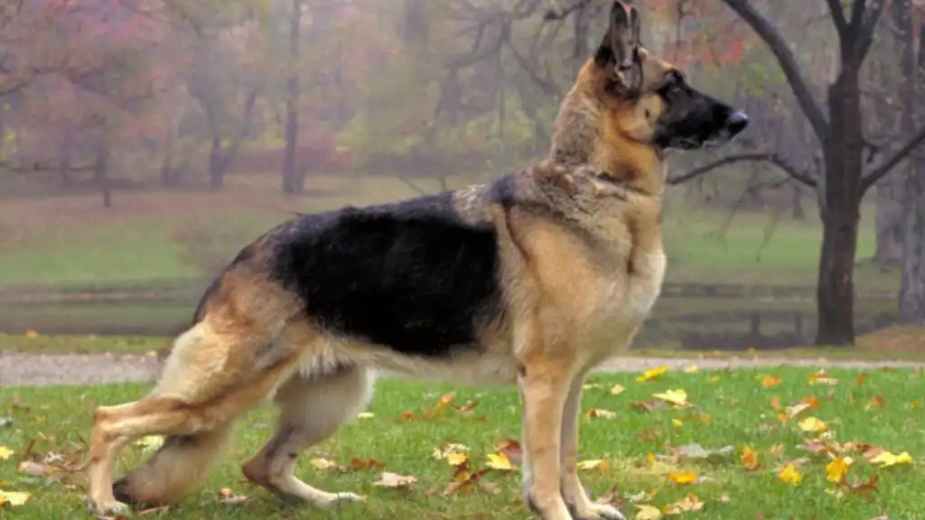German Shepherd dog