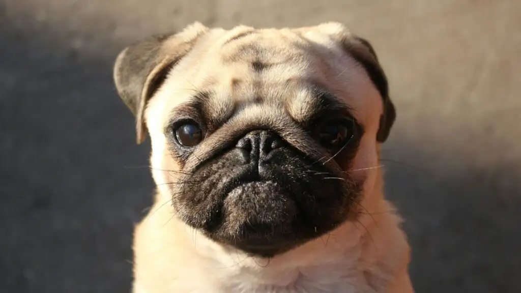 Pug dog