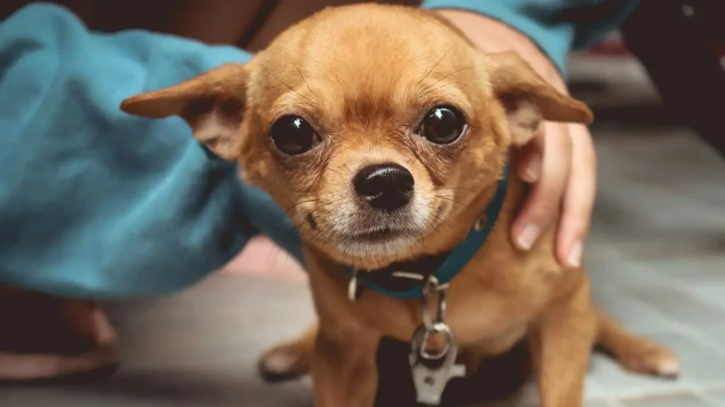 Small dog breed