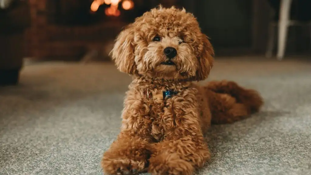 Poodle dog