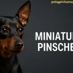 Miniature Pinscher dog standing alert with a sleek short coat, showing its confident and energetic temperament