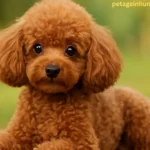 Toy Poodle dog standing confidently with curly coat, small size, friendly expression and elegant posture