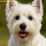 West Highland White Terrier dog with a white double coat, showing the breed’s size, appearance, lifespan, and care needs