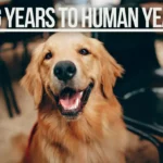 Illustration of a dog next to a dog years to human years chart showing accurate age conversion.