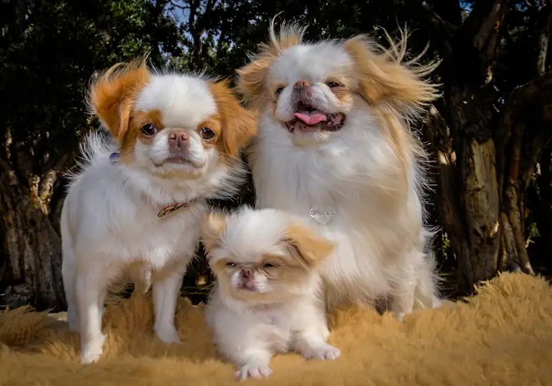 Japanese Chin dog showing small size, flat face, and silky coat, representing temperament and companion nature