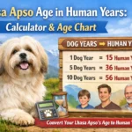 Lhasa Apso age chart showing dog years to human years for a small breed dog