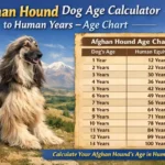 : Afghan Hound standing on grass, illustrating age and size for human year comparison
