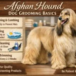 Afghan Hound with long silky coat being gently brushed at home