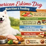 American Eskimo dog eating from a food bowl, maintaining a healthy weight under its dense coat