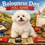 Bolognese dog breed showing its fluffy white coat, compact size, and companion temperament