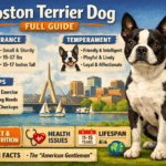 Boston Terrier dog with black and white tuxedo coat standing alert outdoors