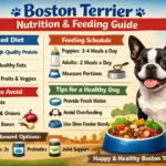 Boston Terrier nutrition and feeding guide showing a Boston Terrier beside a measured food bowl and healthy dog food