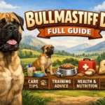 Bullmastiff dog breed standing outdoors, showing large muscular build, short coat, and calm guardian expression
