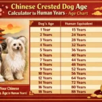 Chinese Crested dog age chart showing human years, lifespan stages, and small breed aging information
