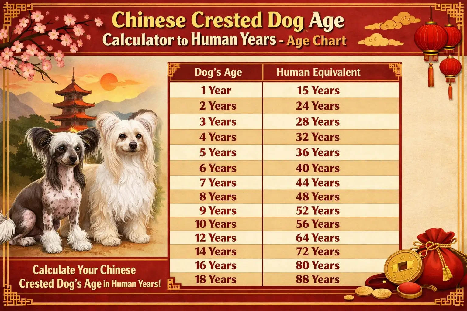 Chinese Crested dog age chart showing human years, lifespan stages, and small breed aging information