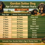 Gordon Setter dog age calculator chart showing human year equivalents for different dog ages. Includes puppy to senior stage