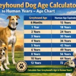 Greyhound standing outdoors showing body shape and size used for Greyhound age calculator to human years