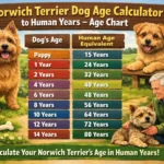 Norwich Terrier age chart showing dog years to human years conversion