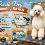 Poodle grooming for beginners showing a Poodle being brushed during a home grooming routine to prevent mats and maintain coat health