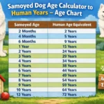 Samoyed puppy beside an adult Samoyed highlighting size and maturity differences
