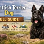 Scottish Terrier dog guide covering temperament, personality, care needs, pros and cons, lifespan, and owner suitability