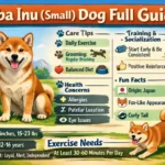 Shiba Inu dog standing outdoors showing its small, sturdy build and fox-like appearance