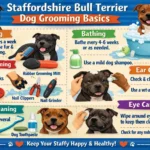 Adult Staffordshire Bull Terrier with short smooth coat being brushed at home