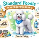 Standard Poodle Dog Grooming Basics