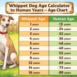 Adult Whippet dog sitting calmly, representing age stages and lifespan development