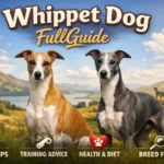 : Adult Whippet dog standing outdoors, showing its slim athletic build, deep chest, long legs, and short smooth coat