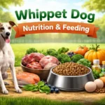 Whippet dog eating from a bowl, showing its lean body type and healthy condition