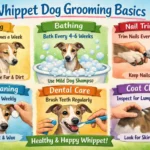 Whippet dog with a short sleek coat being gently brushed during routine grooming