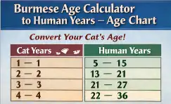 Burmese Cat Age Calculator to Human Years With Simple Chart