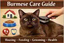 Burmese Cat Care Guide for Daily Needs and Healthy Living